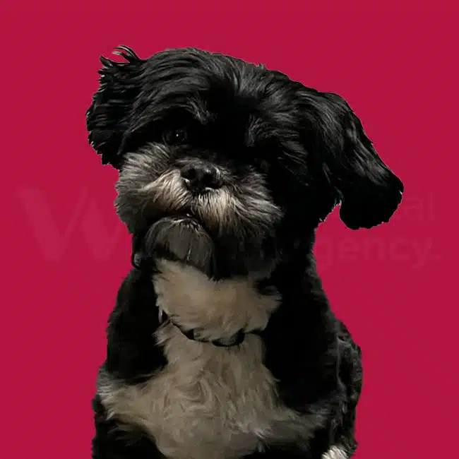 Max-2 Kantoorhond Max